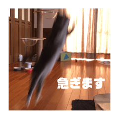 ripopo_20250127213553
