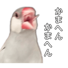 Mochar_20250127202910