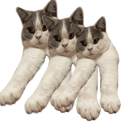 Pretty cat uni