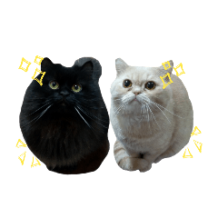 黑肥&錢錢