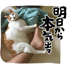 kawaiicat-japan