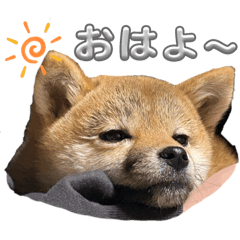 mame_20250127214505