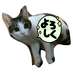 tokidokinekoninaritai