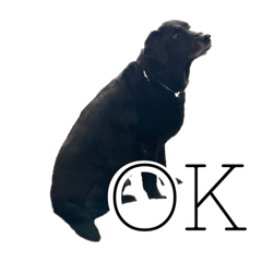 pi_20250128005131
