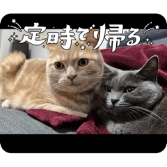 sy_20250128015758