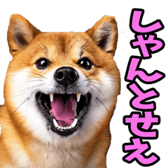 Shiba Inu in Hiroshima dialect