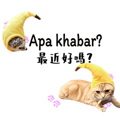 (Malaysian Chinese translation) cat