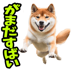 Shiba Inu from Kumamoto