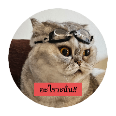 funny_20250128142348