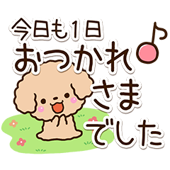 Toy poodle apricot12