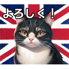 cat who loves england