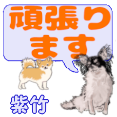 Shichiku's letters Chihuahua