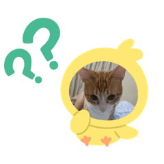 貓X鼠