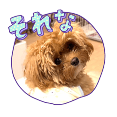 Shinya Yoshizawa_20250128165549