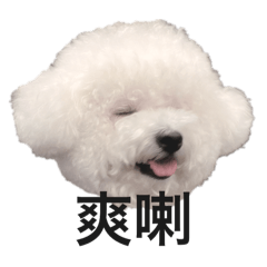 HIGHBALL BICHON 1