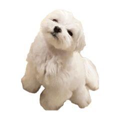 mochi_20250128195400