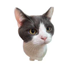 小寶夢ㄉ日常生活