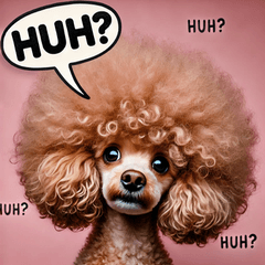 Afro Toy Poodle Stickers@SFW