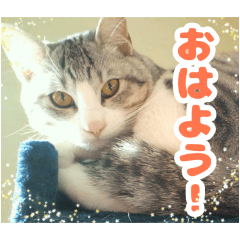 Potato_20250128203619