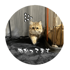 rain_20250128223303