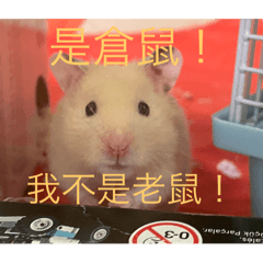 黃金飼養記