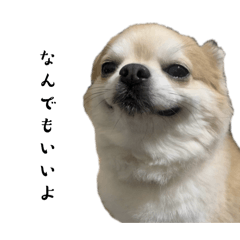 wasanbon_20250129030228