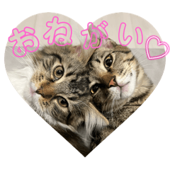 kana_20250129085352