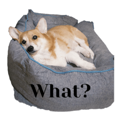 Corgi Kiwi