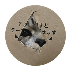 kana_20250128225330