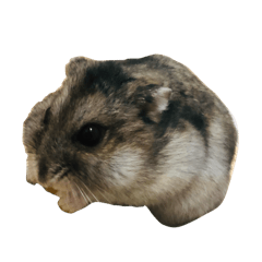 Banana_20250128193648