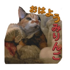 Hana_20250129133606