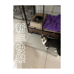 超可愛小貓咪貼圖