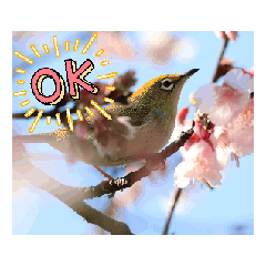 綠繡眼問候語