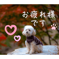 fuwa_20250129143533