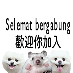 (Indonesian Chinese) Cute Hedgehog Dog