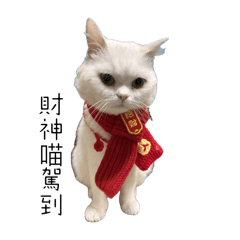 Snow cat 1.0