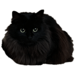 neko_20250129155228