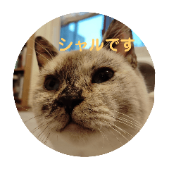 cat Schall 2