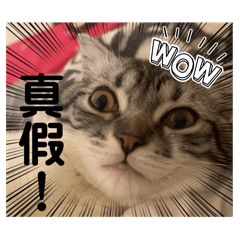 美金金金