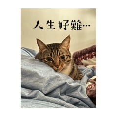 哈嚕寶寶的日常