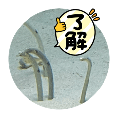 hanabi_20250129175612