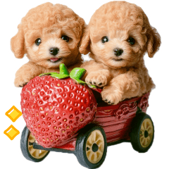 toy poodle spring