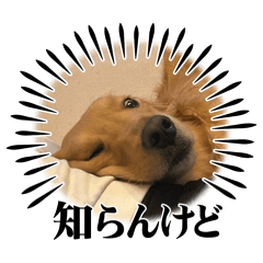shin_20250129212803