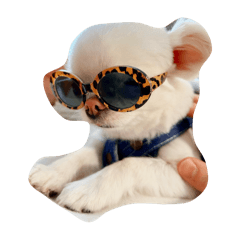 !mydog!