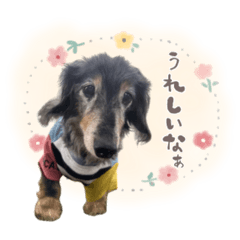 ミニチュアダックスフントのサンダー