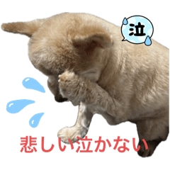 JK_20250130022112