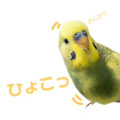 gyururu_20250130082518