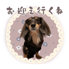 ミニチュアダックスフントのかぐやちゃん