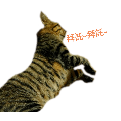 黑與白貓