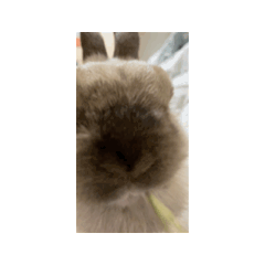Didi 動態貼圖1